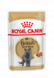 British Shorthair Adult (в соусе)